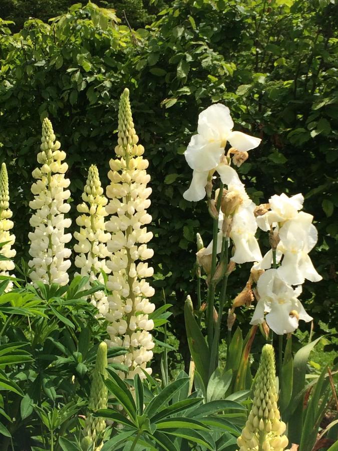 Gite "Cote Jardin" Vannecrocq Esterno foto